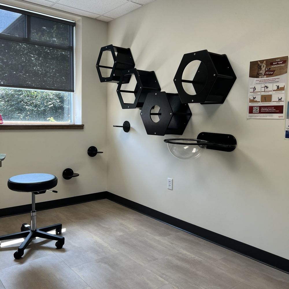 Wholehearted Veterinary Care - Cat jungle gym in our exam room! - Veterinarians Near Me - Grand Rapids, Michigan Wholehearted Veterinary Care - Cat jungle gym in our exam room! - Veterinarians Near Me - Grand Rapids, Michigan