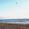 Bolsa Chica State Beach Visit Now 618 Photos 235 Reviews