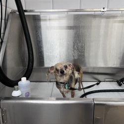 Pet Supermarket - An unhappy wet old dog ha ha