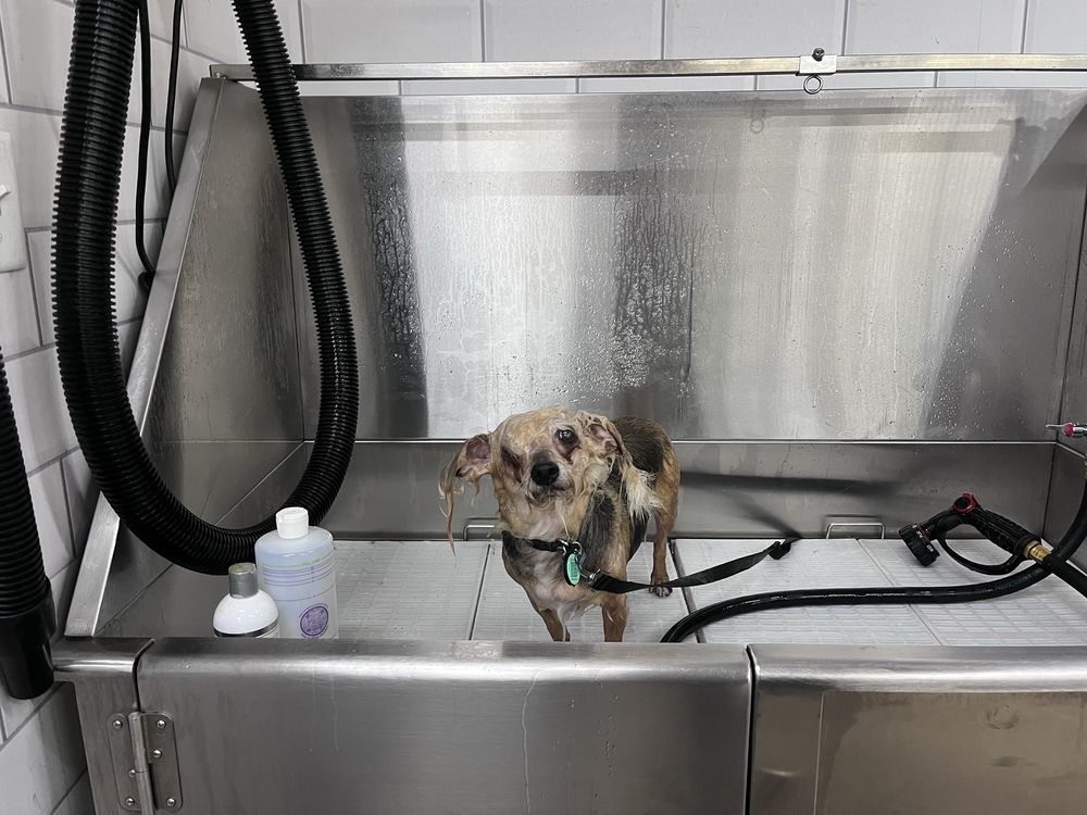 Pet Supermarket Image