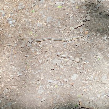 Arden Point and Glenclyffe Park - A snake in the grass. Well ... - Hiking Near Me - Philipstown, New York Arden Point and Glenclyffe Park - A snake in the grass. Well ... - Hiking Near Me - Philipstown, New York