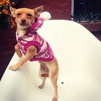 Posh Pets Rescue - Our Little June, adopted September 14, 2018 - Animal Shelters Near Me - Long Beach, New York Posh Pets Rescue - Our Little June, adopted September 14, 2018 - Animal Shelters Near Me - Long Beach, New York