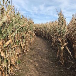 Fischer's Croix Farm Orchard - Corn maze- super tall stalks!
