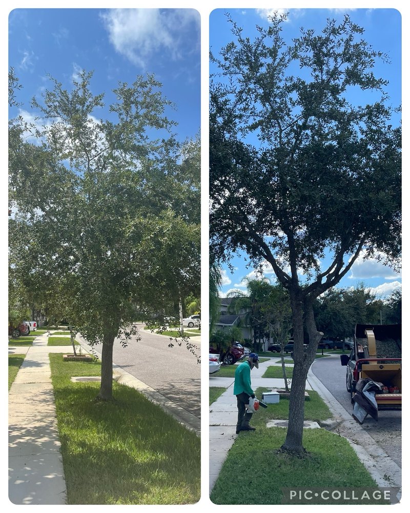 Bob Owens Tree Care - tree service in Land O Lakes, FL
