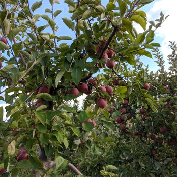 Lynd's Fruit Farm - Winesap Apple Tree - Fruits & Veggies Near Me - Pataskala, Ohio Lynd's Fruit Farm - Winesap Apple Tree - Fruits & Veggies Near Me - Pataskala, Ohio