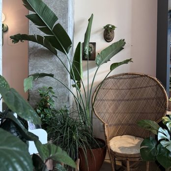 The Greenhouse Bar - Cute chair photo opp - Coffee & Tea Near Me - Jacksonville, Florida The Greenhouse Bar - Cute chair photo opp - Coffee & Tea Near Me - Jacksonville, Florida