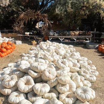 Evans Family Farm - White Cinderella pumpkins - Pumpkin Patches Near Me - Lehi, Utah Evans Family Farm - White Cinderella pumpkins - Pumpkin Patches Near Me - Lehi, Utah