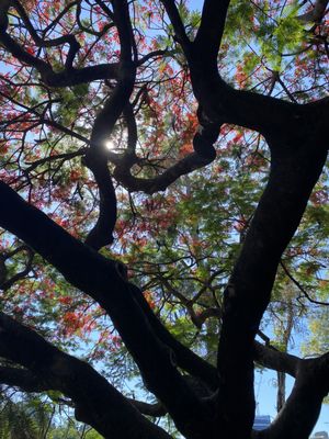 City Botanic Gardens by null