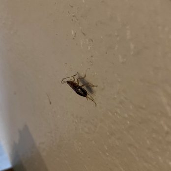 Compass Pest Control - Pest Control Near Me Compass Pest Control - Pest Control Near Me