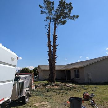 Southwest Tree Service - Pine Removal - Tree Services Near Me Southwest Tree Service - Pine Removal - Tree Services Near Me
