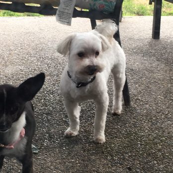 4 Paws Pet Salon - Maltese groomed - Pet Services Near Me - Clovis, California
