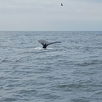Discovery Whale Watch - Humpback whale - Whale Watching Tours Near Me - Monterey, California Discovery Whale Watch - Humpback whale - Whale Watching Tours Near Me - Monterey, California