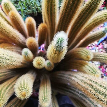 California Cactus Ranch - Nurseries & Gardening Near Me - Reseda, California California Cactus Ranch - Nurseries & Gardening Near Me - Reseda, California