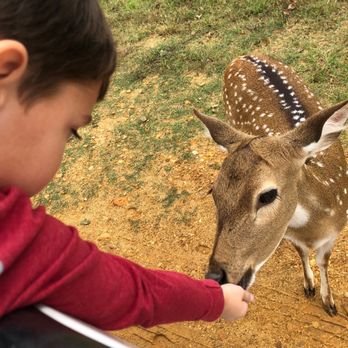 Safari Wild Animal Park - Parks Near Me - Como, Mississippi Safari Wild Animal Park - Parks Near Me - Como, Mississippi