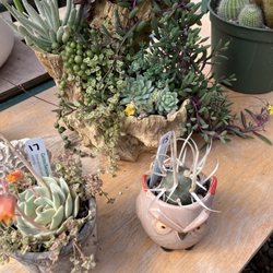 Yaquina Nursery & Greenhouse - We purchased the large arrangement at rear of photo