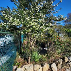 Wilcox Nursery and Landscape - The Walter's Viburnum planted in front of the nursery.