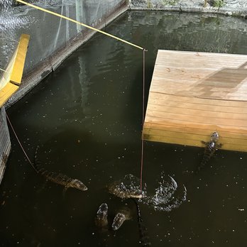 Smugglers Cove Adventure Golf - Feeding time frenzy! - Mini Golf Near Me - Sarasota, Florida