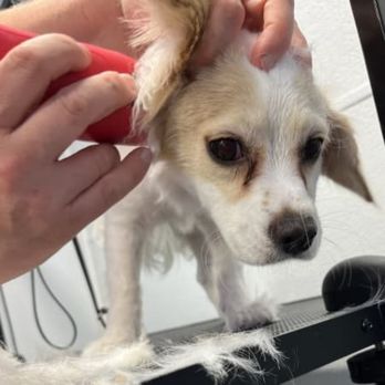 Classy Paws Pet Styling - Pet Groomers Near Me Classy Paws Pet Styling - Pet Groomers Near Me