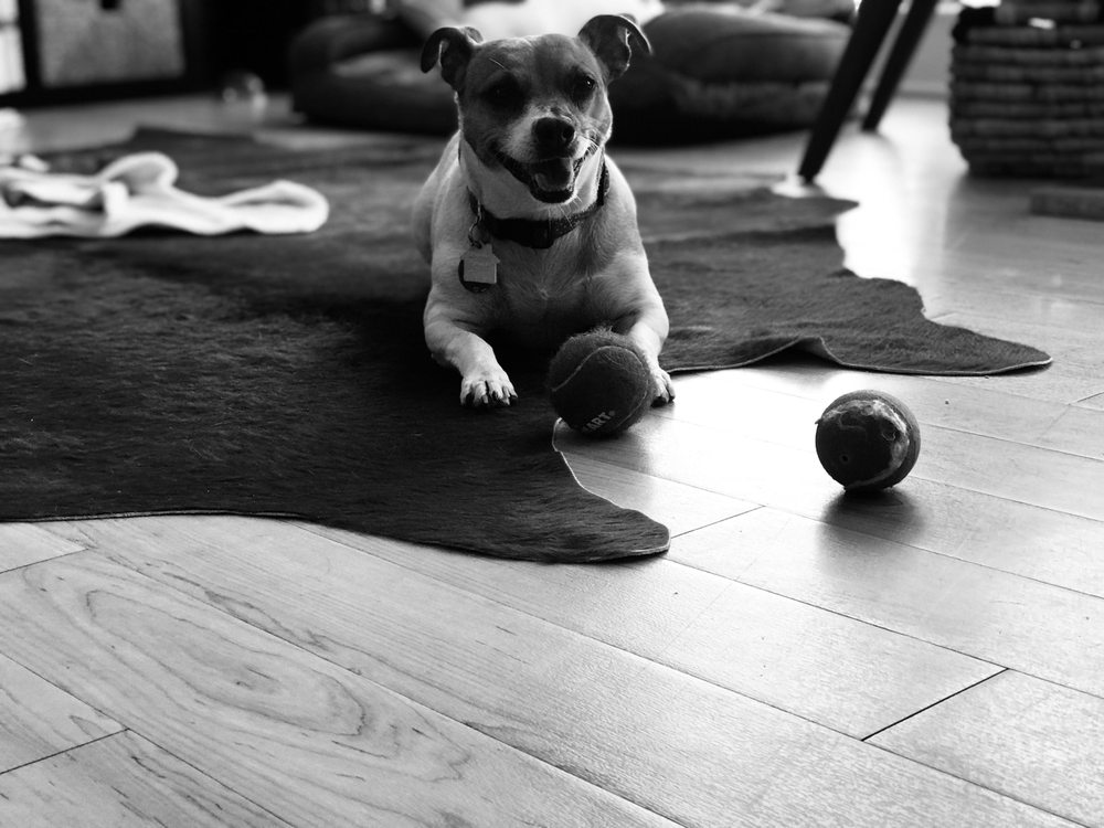 Flurry Courier - pet boarding facility in Philadelphia, PA