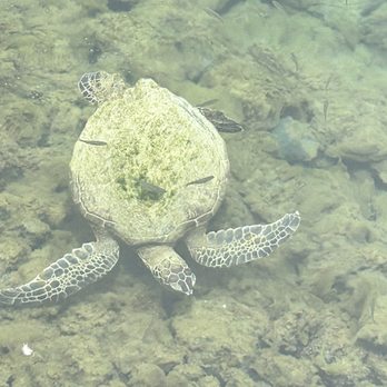 Ponds Hilo - Honu - Hawaiian Near Me - Hilo, Hawaii Ponds Hilo - Honu - Hawaiian Near Me - Hilo, Hawaii