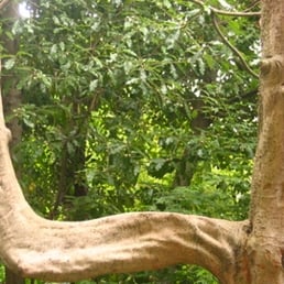 This was one of the wonderfully odd, bendy trees on the lane. We thought it looked like a guy flexing his muscles. This was one of the wonderfully odd, bendy trees on the lane. We thought it looked like a guy flexing his muscles.