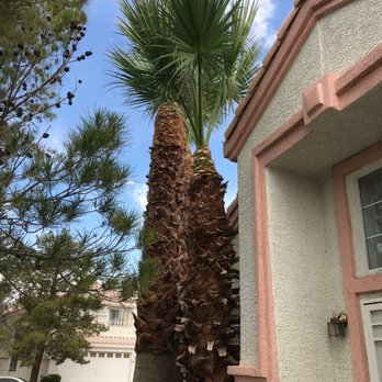 WestCo Tree Service - Palm tree - Tree Services Near Me WestCo Tree Service - Palm tree - Tree Services Near Me