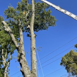 M and S Tree Care - Process of cutting down the oak.