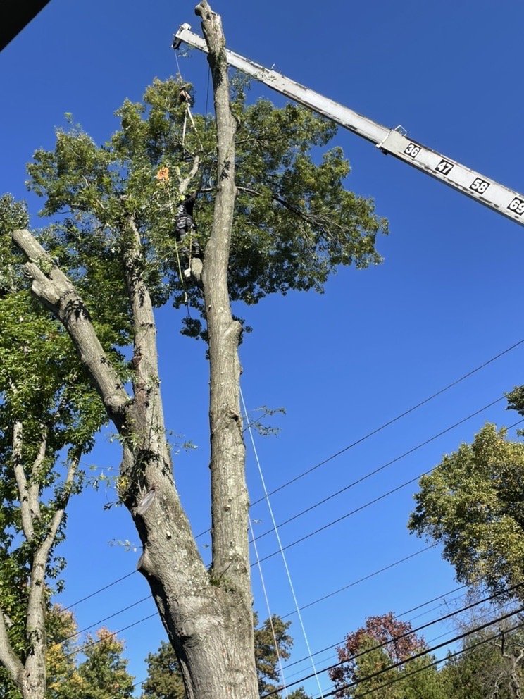 M and S Tree Care - tree service in Pittsburgh, PA