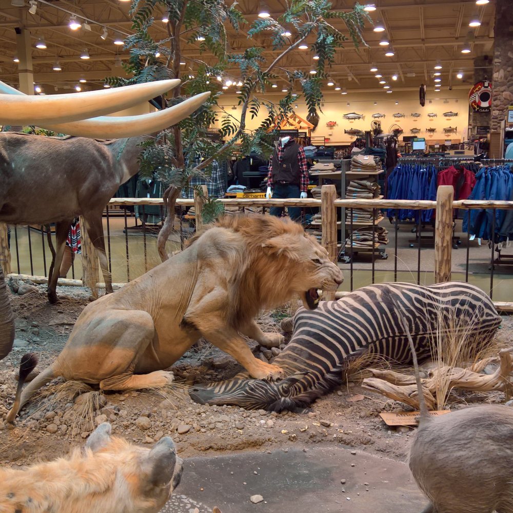 Cabela's - Guns & Ammo Near Me - Verdi, Nevada