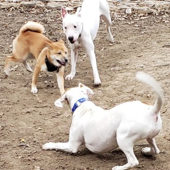 Tammy's Fur Babies - Safety is always first at Tammy's fur babies - Pet Boarding Near Me - Columbus, Ohio Tammy's Fur Babies - Safety is always first at Tammy's fur babies - Pet Boarding Near Me - Columbus, Ohio