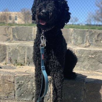 Doggy Downtime - This is Zion! - Pet Groomers Near Me - Wheat Ridge, Colorado