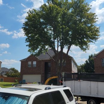 Texas Tree Service - After - Tree Services Near Me - Richardson, Texas