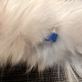 Best Friends Bellevue - Nail cap - Pet Groomers Near Me - Bellevue, Washington Best Friends Bellevue - Nail cap - Pet Groomers Near Me - Bellevue, Washington
