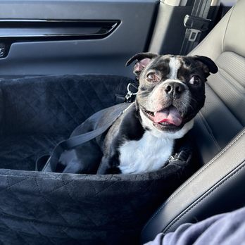 Starbucks - Pup Cup - Coffee & Tea Near Me - Costa Mesa, California Starbucks - Pup Cup - Coffee & Tea Near Me - Costa Mesa, California