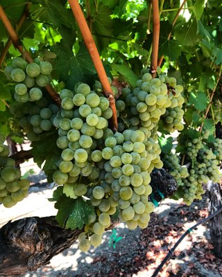 Covenant Wines by null