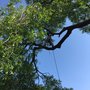Photo of 3 Alarm Tree Rescue