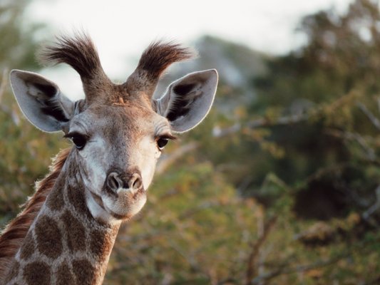 Africa Adventure Consultants by null