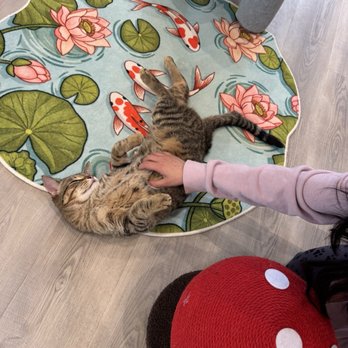 Purrfect Café - Belly rub! - Desserts Near Me - Scarborough, Ontario Purrfect Café - Belly rub! - Desserts Near Me - Scarborough, Ontario