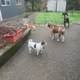 Even added synthetic turf for the dogs to play on! Even added synthetic turf for the dogs to play on!