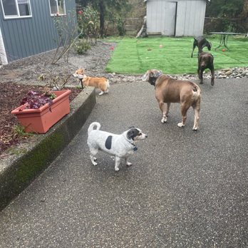 Rosedale Pet Resort - Even added synthetic turf for the dogs to play on! - Pet Boarding Near Me Rosedale Pet Resort - Even added synthetic turf for the dogs to play on! - Pet Boarding Near Me
