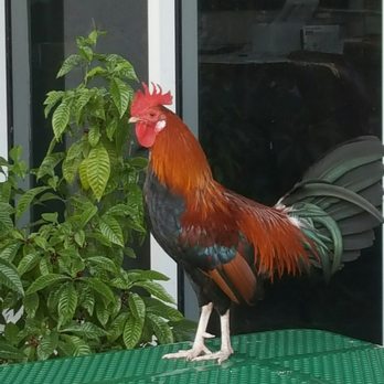 Key West - Free range street organic chickens :) - Public Services & Government Near Me