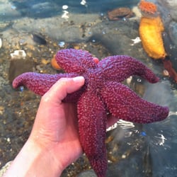 Touch live sea stars, sand dollars, snails and mussels in our tidepool touch tank.
