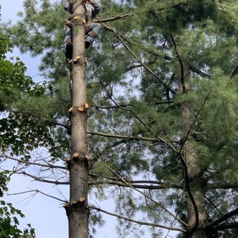 Rumble Bee Tree Service - Tree Services Near Me - Rochester, Illinois Rumble Bee Tree Service - Tree Services Near Me - Rochester, Illinois