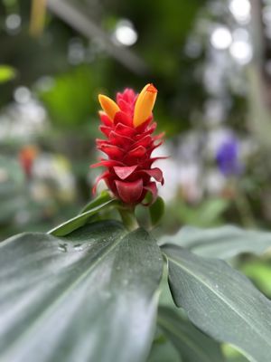 Volunteer Park Conservatory by null