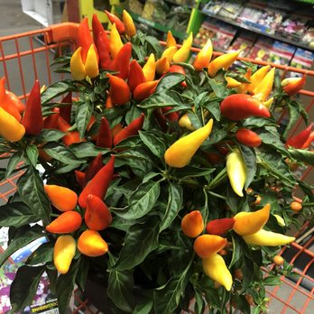 The Home Depot - Ornamental peppers - Nurseries & Gardening Near Me - Las Vegas, Nevada