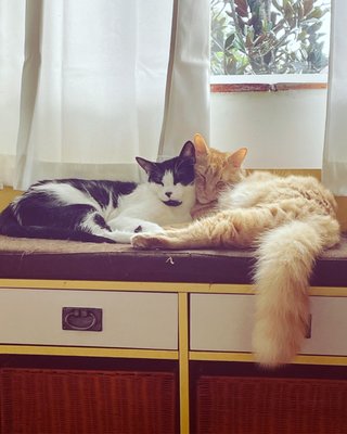 Grateful Companion Pet Care.