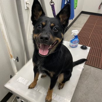 Paws 'n' Play - Happy pup! - Pet Stores Near Me - Denver, Colorado Paws 'n' Play - Happy pup! - Pet Stores Near Me - Denver, Colorado