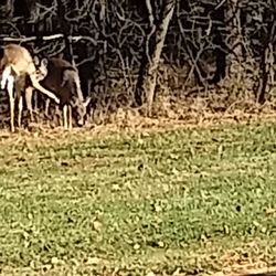 St Vincent Depaul Church Hall - Even the deer are thankful for St Vincent dePaul R.C. church of Richboro Pennsylvania!