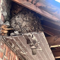 World Class Pest Solutions - Scary wasp's nest