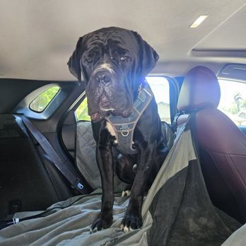Cali K9 - Aquiles the cane corso - Pet Training Near Me - San Jose, California